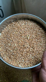 Lúa mì/ Wheat - Ảnh 2