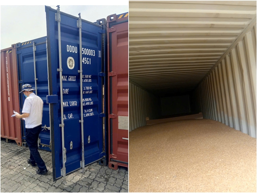 Hình ảnh container lúa mì bị giữ được kiểm tra trước khi bàn giao lại cho doanh nghiệp ngày 27/8. (ảnh doanh nghiệp cung cấp).