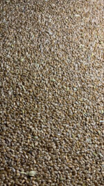 Lúa mì/ Wheat - Ảnh 6