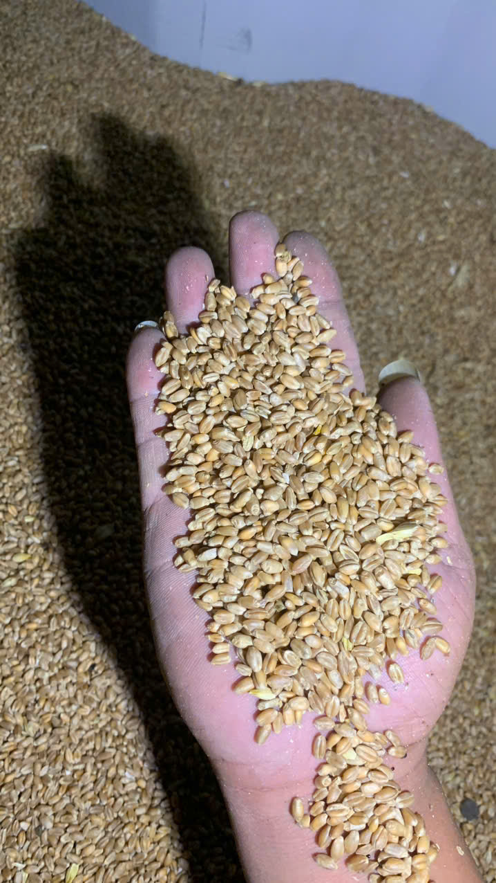 Lúa mì 8 Thăng Long 0813365556 Lúa mì/ Wheat - Ảnh 1