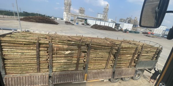 Gỗ keo 3 Thăng Long 0813365556