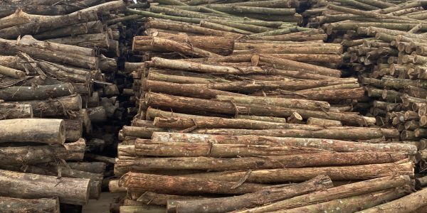 Gỗ keo 4 Thăng Long 0813365556